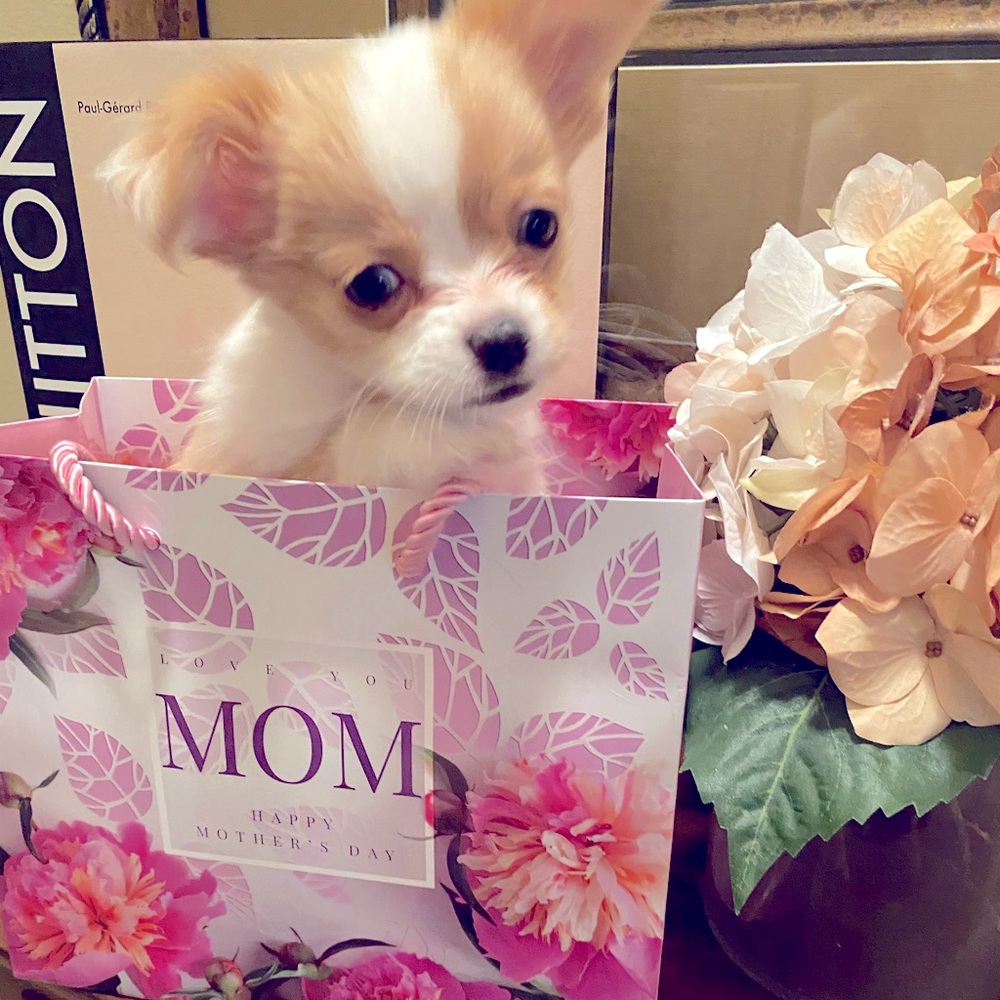 Happy Mother’s Day !